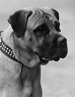 Hussar Prints: FALL / BULLMASTIFF / 1935