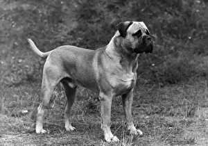 FALL / BULLMASTIFF / 1948