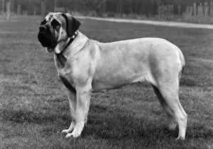 FALL / BULLMASTIFF / 1976