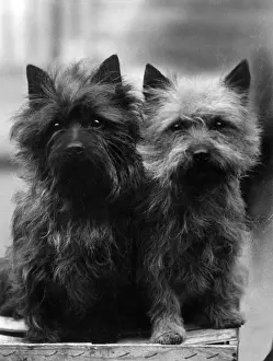 FALL / CAIRN TERRIER / 1937
