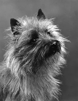 FALL / CAIRN TERRIER / 1937