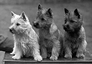 Breeds Collection: Fall / Cairn Terrier / 1949