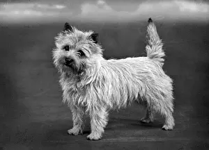 Jason Prints: FALL / CAIRN TERRIER / 1954