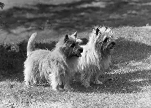 FALL / CAIRN TERRIER / 1954