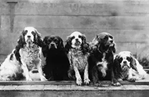Harper Prints: FALL / CAVALIER / 1939