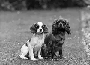 Ruby Prints: FALL / CAVALIER / 1946