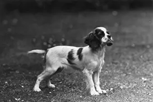 FALL / CAVALIER / 1946