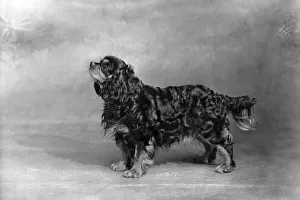 Royalist Gallery: FALL / CAVALIER / 1948