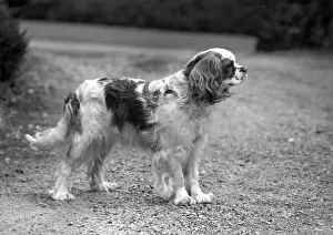 Blenheim Prints: FALL / CAVALIER / 1950