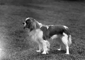 Blenheim Prints: FALL / CAVALIER / 1960