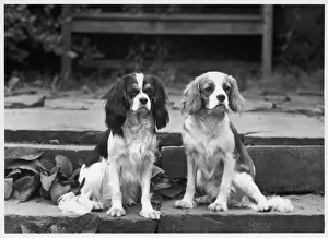 FALL / CAVALIER / 1961