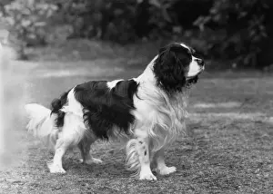 FALL / CAVALIER / 1961