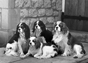 Blenheim Prints: FALL / CAVALIER / 1963