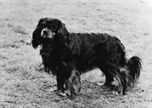 FALL / CAVALIER / 1970