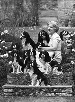 Spaniels Prints: FALL / CAVALIERS & OWNER FALL / CAVALIERS & OWNER