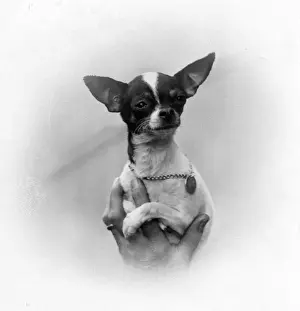 Chihuahua Prints: FALL / CHIHAUHAU / IN A HAND
