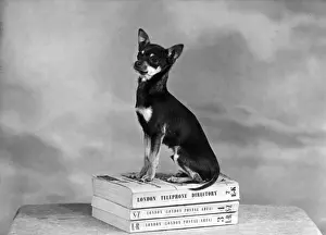 Chihuahua Prints: FALL / CHIHUAHUA ON BOOKS
