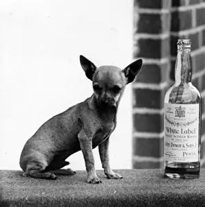Chihuahua Prints: FALL / CHIHUAHUA / BOTTLE