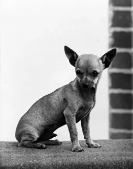 Chihuahua Prints: FALL / CHIHUAHUA GRINGO