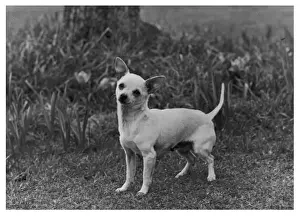 Chihuahua Prints: FALL / CHIHUAHUA LE VISTA