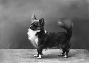 Chihuahua Prints: FALL / CHIHUAHUA / TAFFY BOY