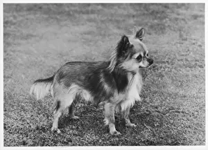 FALL / CHIHUAHUA / WOLF CUB