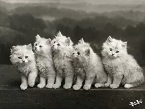 Cats Collection: Fall / Chinchilla Kittens