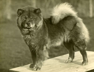 Images Dated 30th August 2018: FALL / CHOW CHOW / 1929