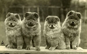 Images Dated 30th August 2018: FALL / CHOW CHOW / 1930