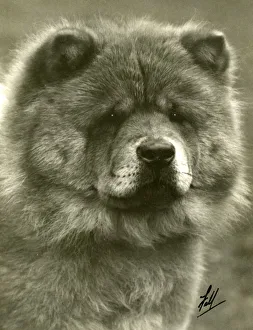 Images Dated 30th August 2018: FALL / CHOW CHOW / 1932