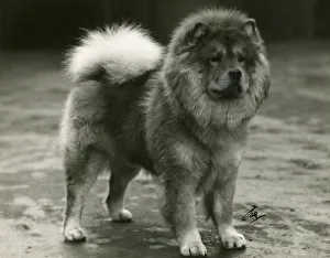 Images Dated 30th August 2018: FALL / CHOW CHOW / 1934