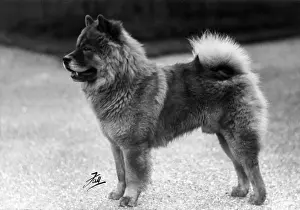 Chow Prints: FALL / CHOW CHOW / 1939