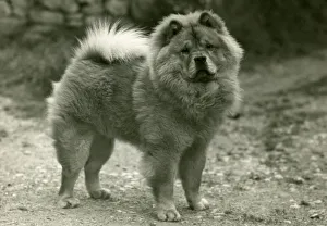 Images Dated 30th August 2018: FALL / CHOW CHOW / 1945