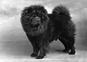Chow Prints: FALL / CHOW CHOW / 1949