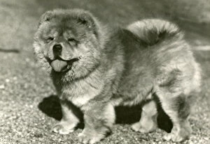 Images Dated 30th August 2018: FALL / CHOW CHOW / 1958