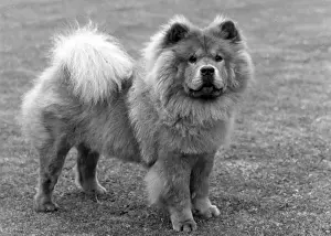 Hutchinson Prints: FALL / CHOW CHOW / 1963