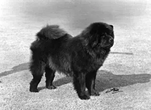 Chow Prints: FALL / CHOW CHOW / 1967