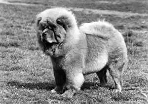 Chow Prints: FALL / CHOW CHOW / 1975