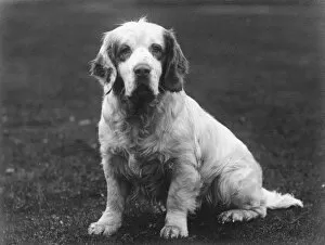 Images Dated 31st August 2011: Fall / Clumber Spaniel / 36