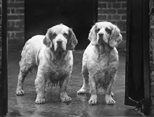 Fall / Clumber Spaniel / 36
