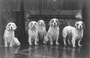 1936 Gallery: Fall / Clumber Spaniel / 36