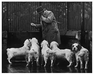 Spaniels Prints: Fall / Clumber Spaniel / 36