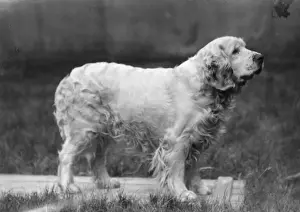 Fall / Clumber Spaniels / 27