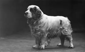 Fall / Clumber Spaniels / 29