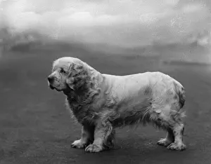 Fall / Clumber Spaniels / 36