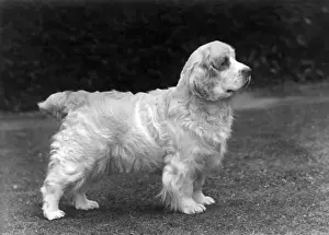 Clumber Prints: Fall / Clumber Spaniels / 53