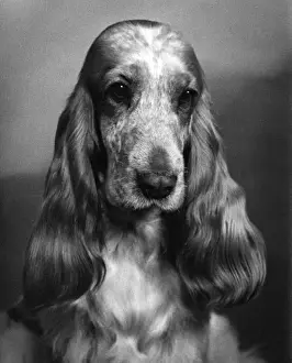 Spaniel Prints: Fall / Cocker Spaniel / 1968