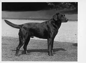 Retriever Prints: FALL / CRUFTS / 1937