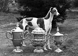 Images Dated 26th April 2011: FALL / CRUFTS / 1956 / GREYH D