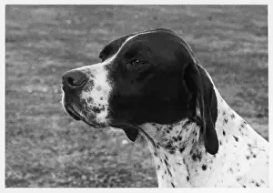 Owned Prints: Fall / Crufts / 1958 / Pointer